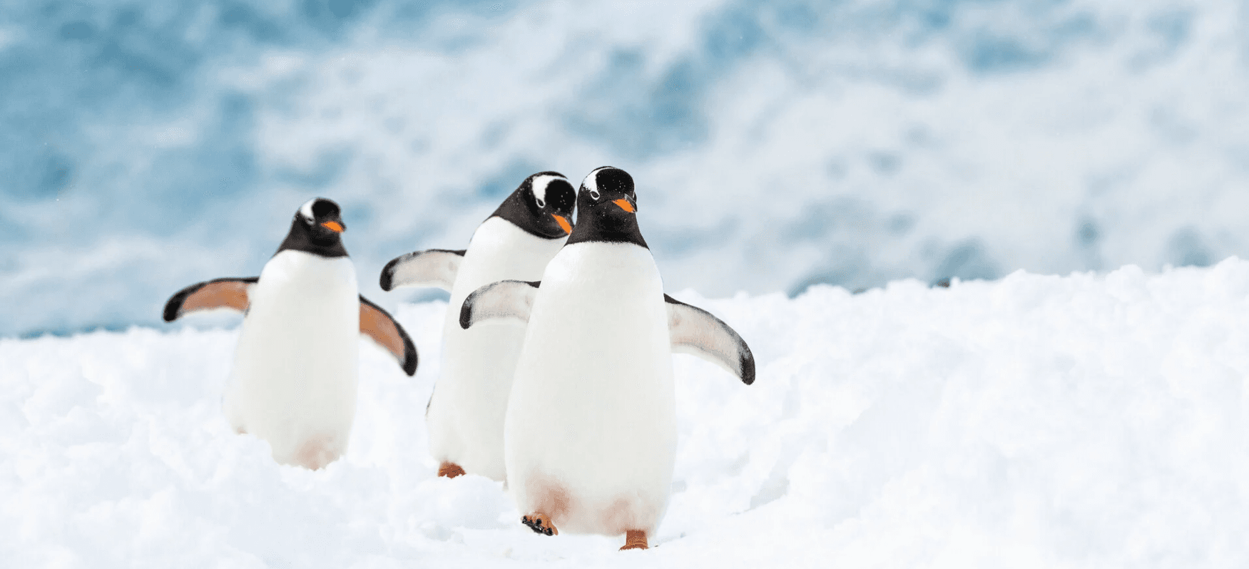 Six Reasons to go to Antarctica